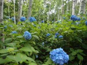 白樺林と紫陽花