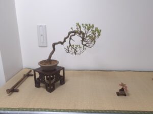 R8北海道の盆栽作り7月展