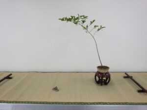 R8北海道の盆栽作り7月展