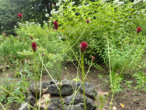 ワレモコウ 野草園
