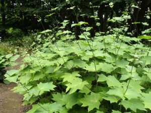 キレンゲショウマ 野草園