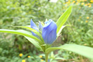 エゾリンドウ 野草園