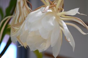 月下美人の白い花