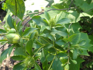 野草園　白花オケラ
