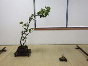 北海道の盆剤づくり8月展 ヤマブドウの席