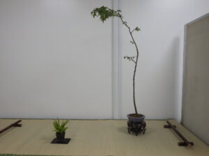 北海道の盆栽づくり8月展 ヤマモミジの一席