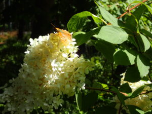 四阿 ミナヅキ
