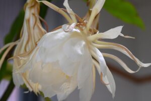 月下美人の花のアップ
うつむき加減で咲く白い花
