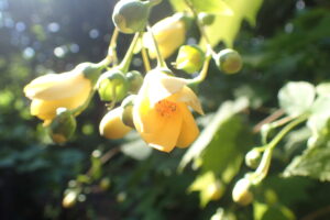 野草園 キレンゲショウマ