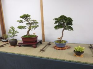 R8さつき秋季展