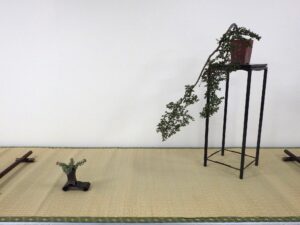 北海道の盆栽づくり9月展_ベニシタンの席