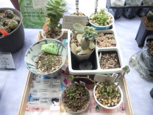 R8サボテンと多肉植物展実生、繁殖コーナー