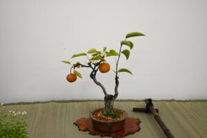 ナシの実がみのる盆栽