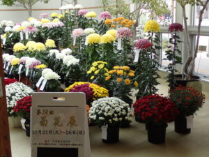 今日から菊花展がはじまります。