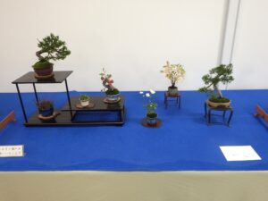 R8秋のミニ盆栽と山野草展