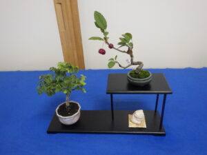 R8秋のミニ盆栽と山野草展