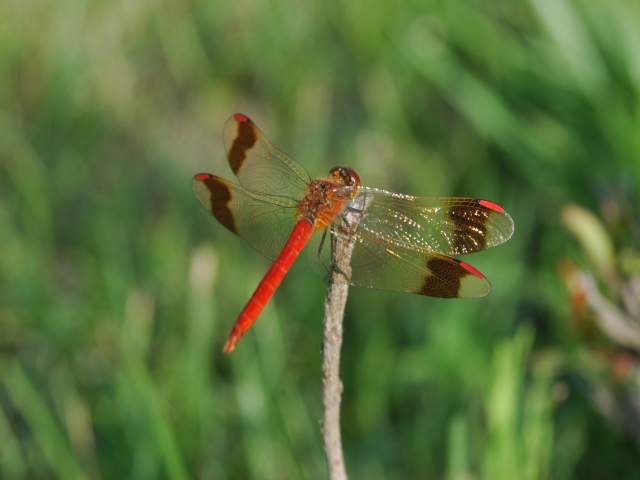 ミヤマアカネ♂