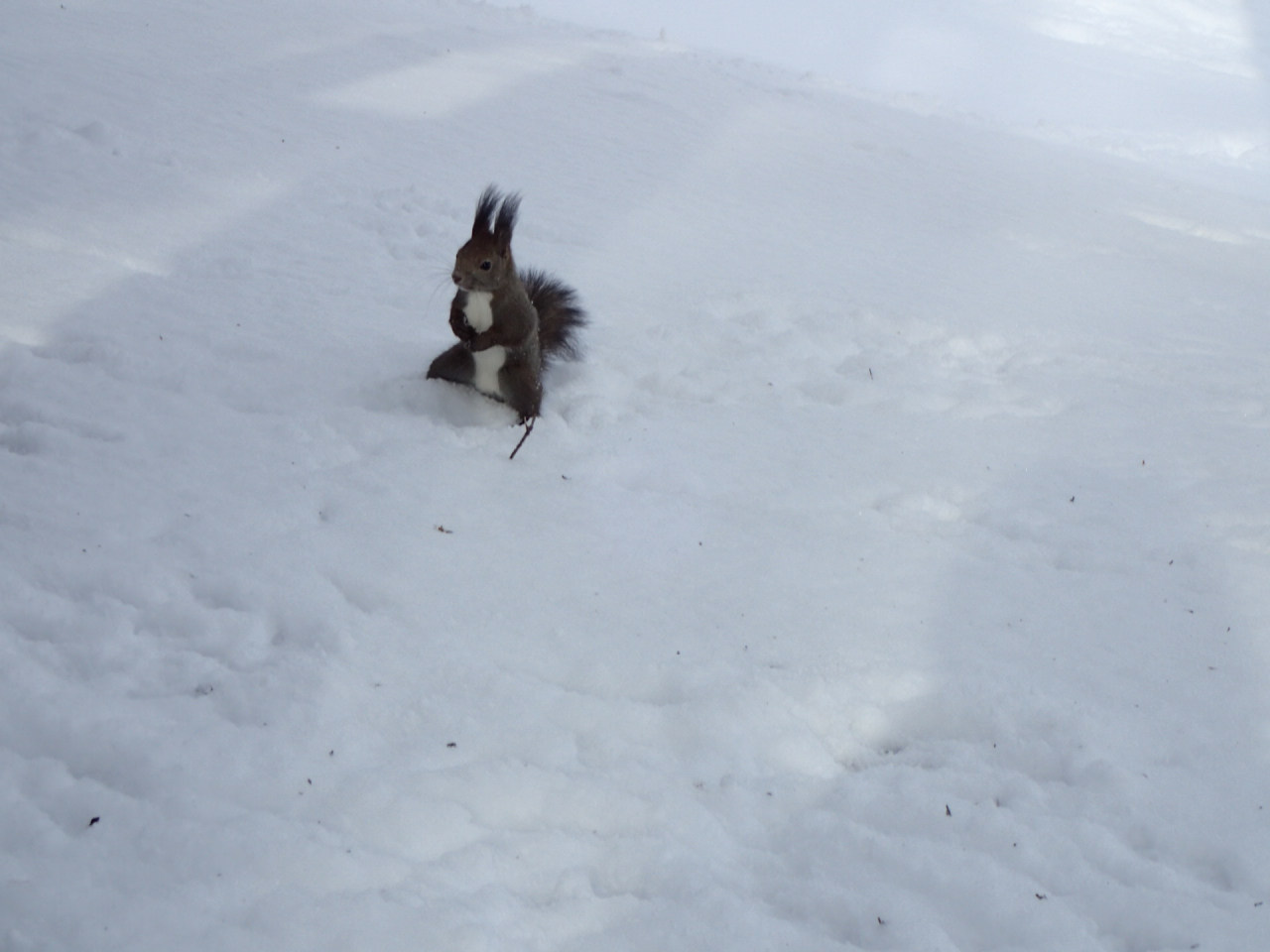 エゾリス②（2020年2月）