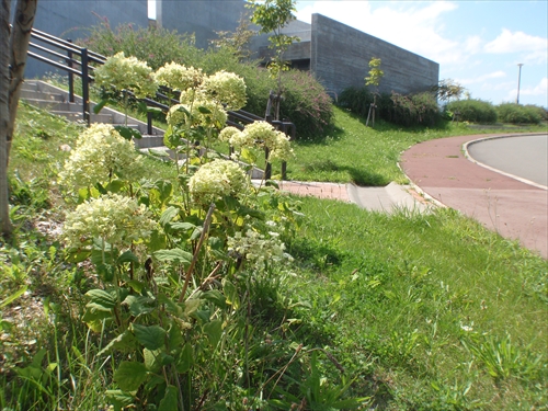 アナベルの写真