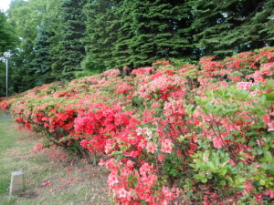 ヤマツツジの花