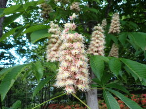 トチノキの花（拡大）